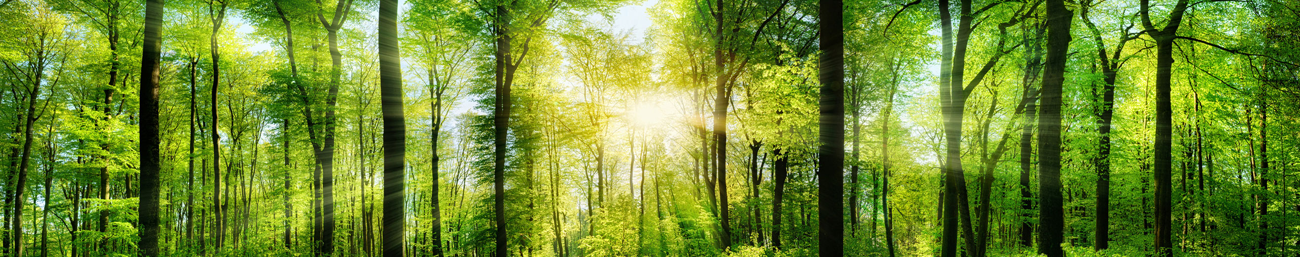 Waldbaden mit Licht